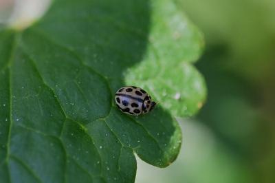 <i>Tytthaspis sedecimpunctata</i>