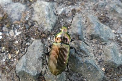 <i>Poecilus cupreus</i>