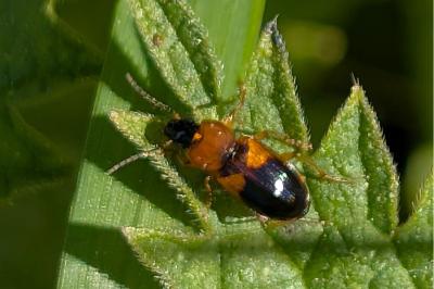 <i>Stenolophus teutonus</i>