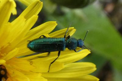 <i>Psilothrix viridicoerulea</i>