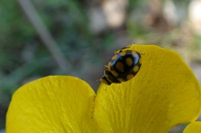 <i>Coccinula quatuordecimpustulata</i>