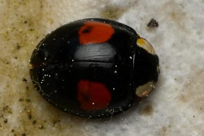 <i>Harmonia axyridis</i>