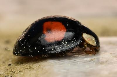 <i>Harmonia axyridis</i>