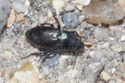 <i>Harpalus dimidiatus</i>
