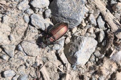 <i>Poecilus</i>