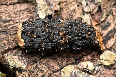 <i>Platyrhinus resinosus</i>