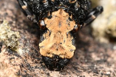 <i>Platyrhinus resinosus</i>