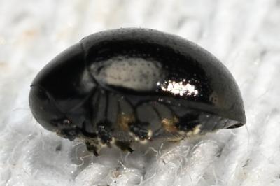 <i>Oomorphus concolor</i>