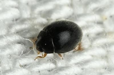 <i>Stethorus pusillus</i>