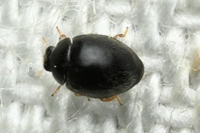 <i>Stethorus pusillus</i>