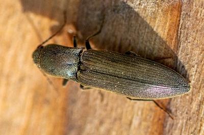 <i>Agriotes pilosellus</i>