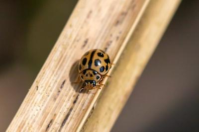 <i>Tytthaspis sedecimpunctata</i>