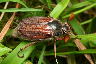 <i>Melolontha melolontha</i>
