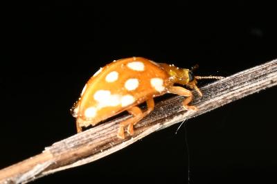 <i>Halyzia sedecimguttata</i>
