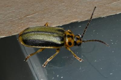 <i>Xanthogaleruca luteola</i>