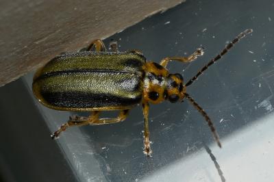 <i>Xanthogaleruca luteola</i>