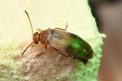 <i>Anaspis maculata</i>