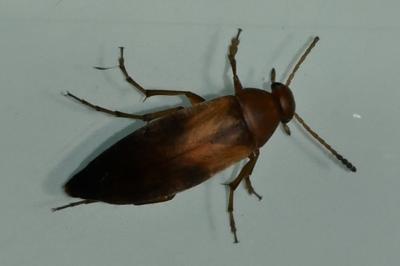 <i>Anaspis maculata</i>
