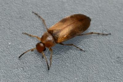 <i>Anaspis maculata</i>