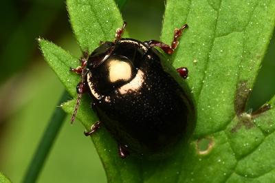 <i>Chrysolina bankii</i>