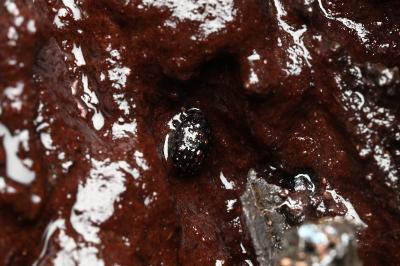 <i>Nosodendron fasciculare</i>