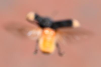 <i>Platyrhinus resinosus</i>