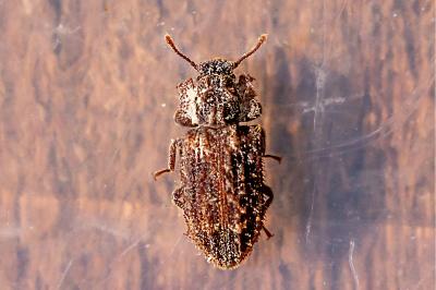 <i>Endophloeus markovichianus</i>