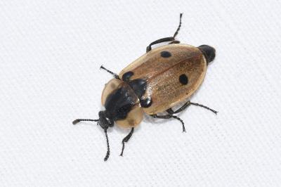 <i>Dendroxena quadrimaculata</i>