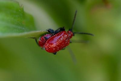 <i>Lilioceris lilii</i>
