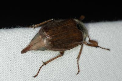 <i>Melolontha melolontha</i>