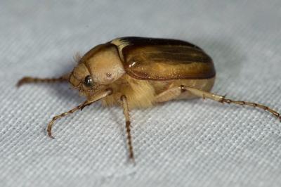 <i>Rhizotrogus aestivus</i>