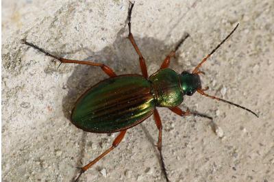 <i>Carabus auratus</i>