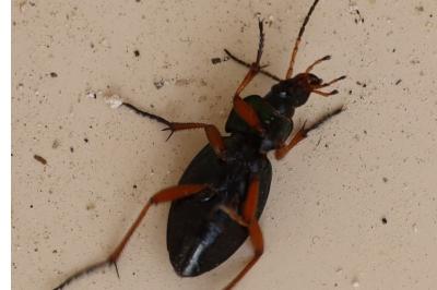 <i>Carabus auratus</i>