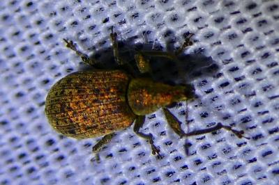 <i>Polydrusus cervinus</i>