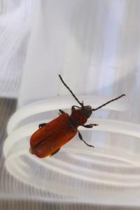 <i>Pyrrhidium sanguineum</i>