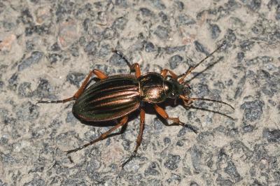 <i>Carabus auratus</i>