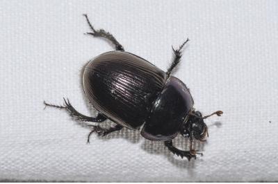 <i>Geotrupes mutator</i>