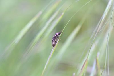 <i>Agrypnus murinus</i>