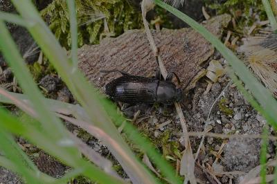 <i>Stenomax aeneus</i>