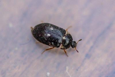 <i>Attagenus pellio</i>