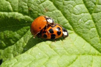 <i>Harmonia axyridis</i>