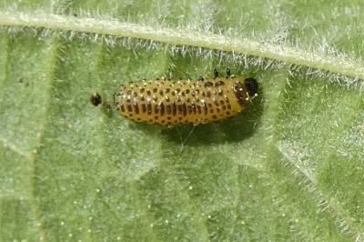 <i>Pyrrhalta viburni</i>