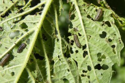 <i>Pyrrhalta viburni</i>