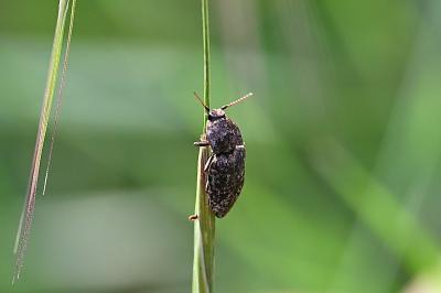<i>Agrypnus murinus</i>