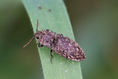 <i>Agrypnus murinus</i>