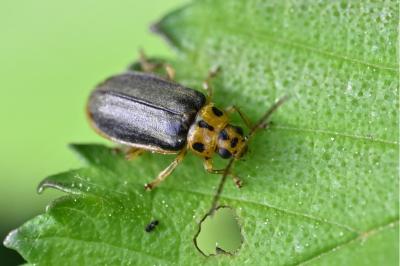 <i>Xanthogaleruca luteola</i>