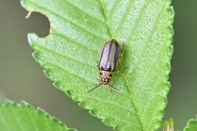 <i>Xanthogaleruca luteola</i>