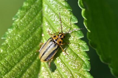 <i>Xanthogaleruca luteola</i>