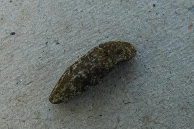 <i>Agrypnus murinus</i>