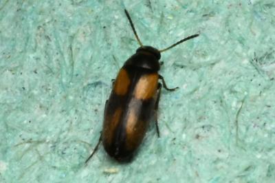 <i>Anaspis fasciata</i>